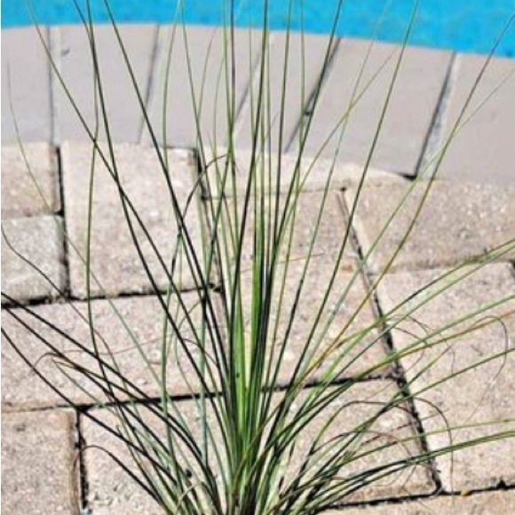 Bundles of 10 Foliage: Purifying Air Florida Plants - Picture 5 of 5